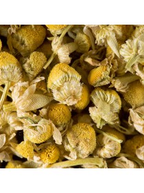 CAMOMILLE MATRICAIRE